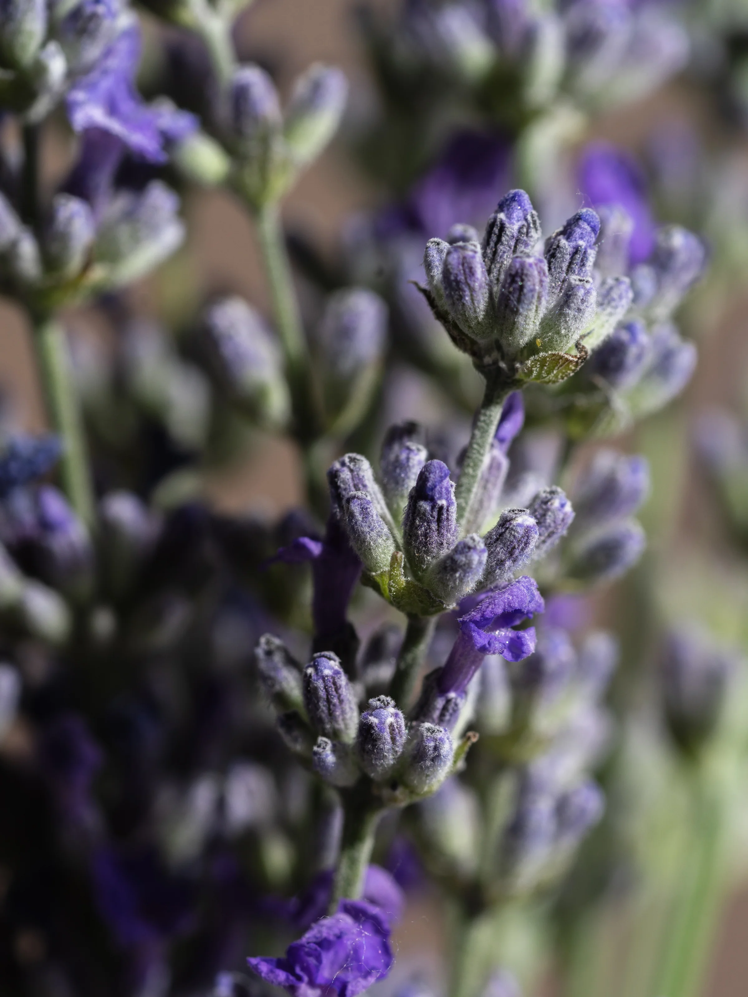 Cedar Leaf & Lavender - Image 2