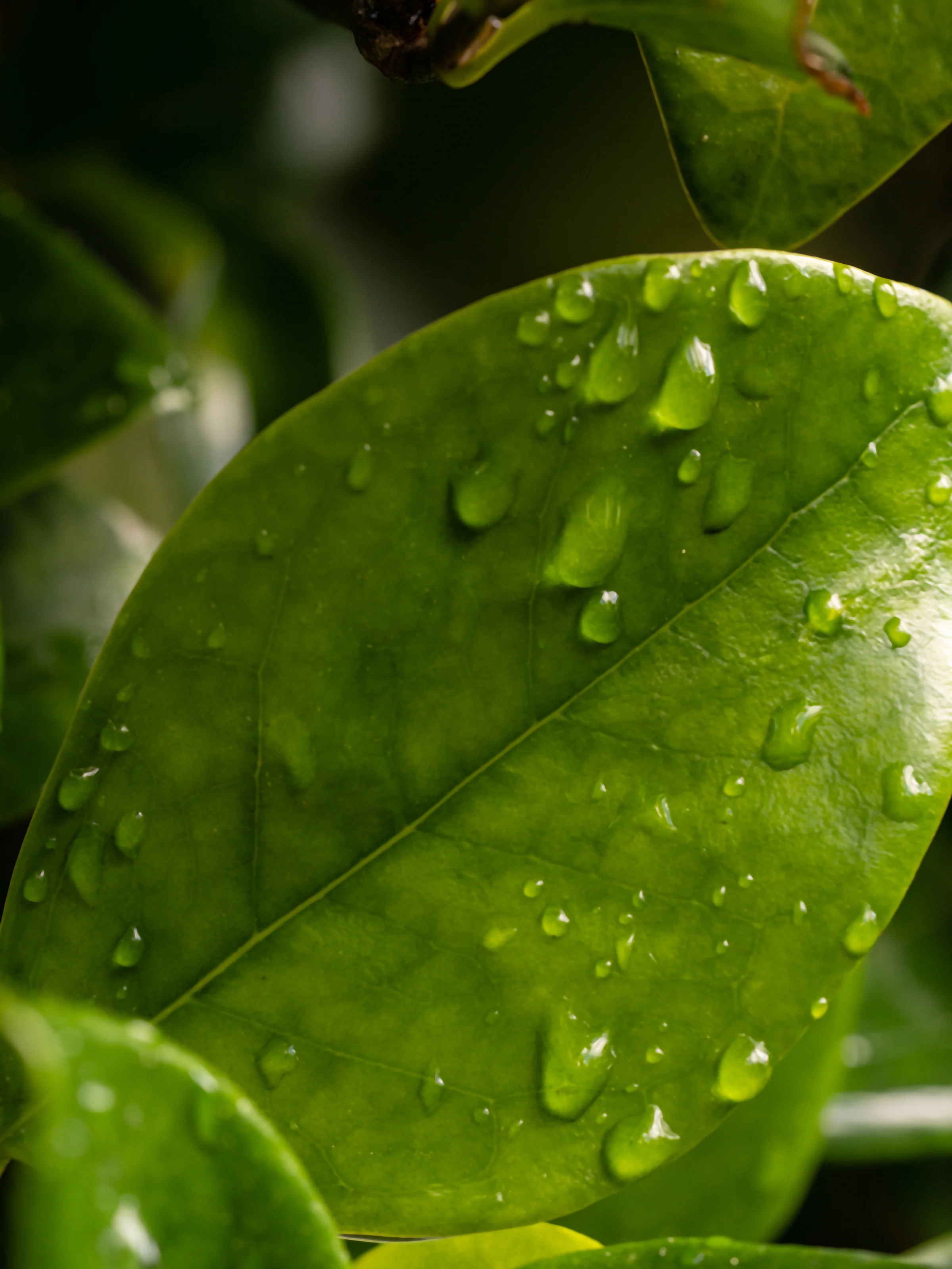 Citrus Leaves - Image 2
