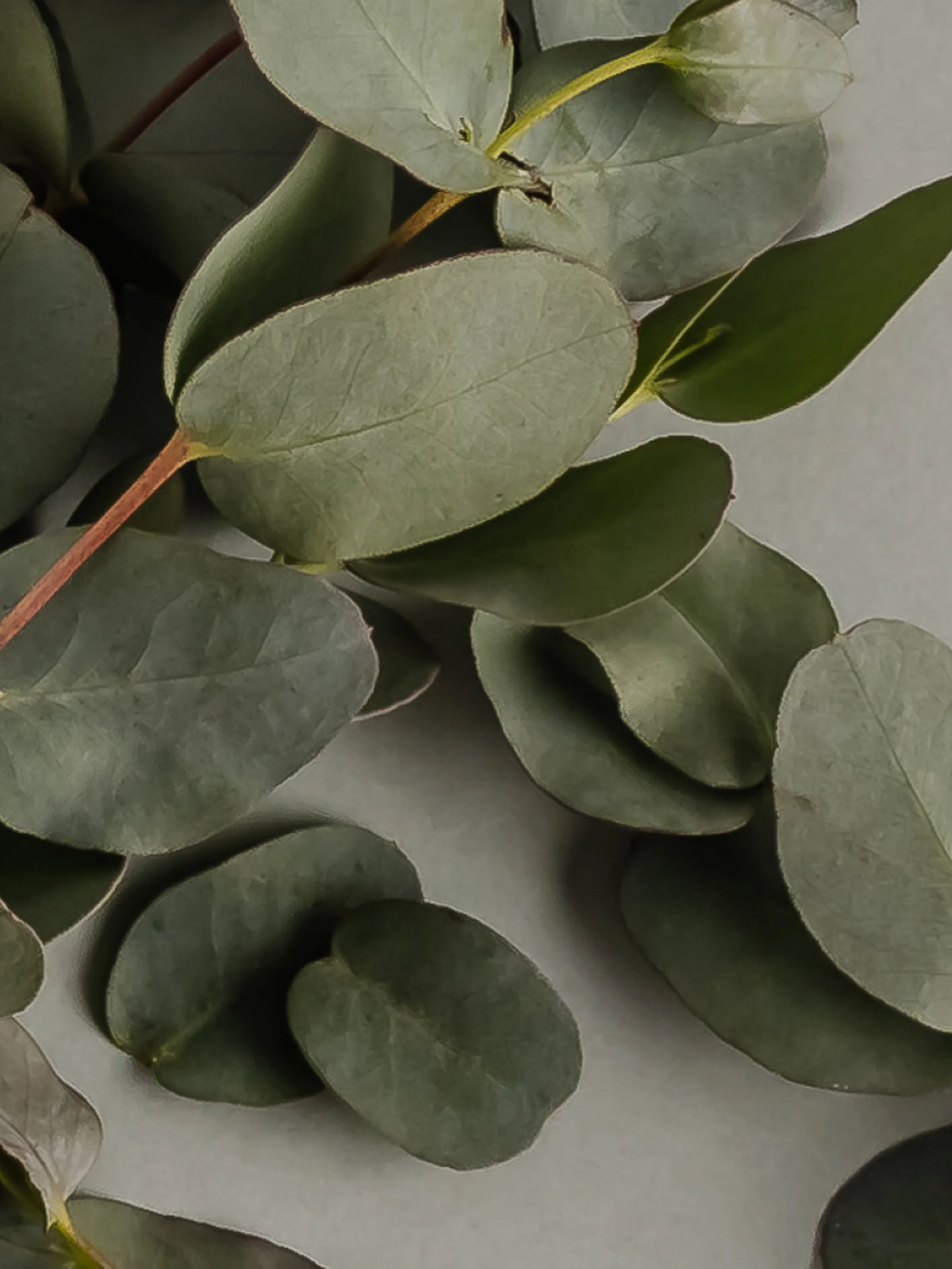 Eucalyptus - Image 2