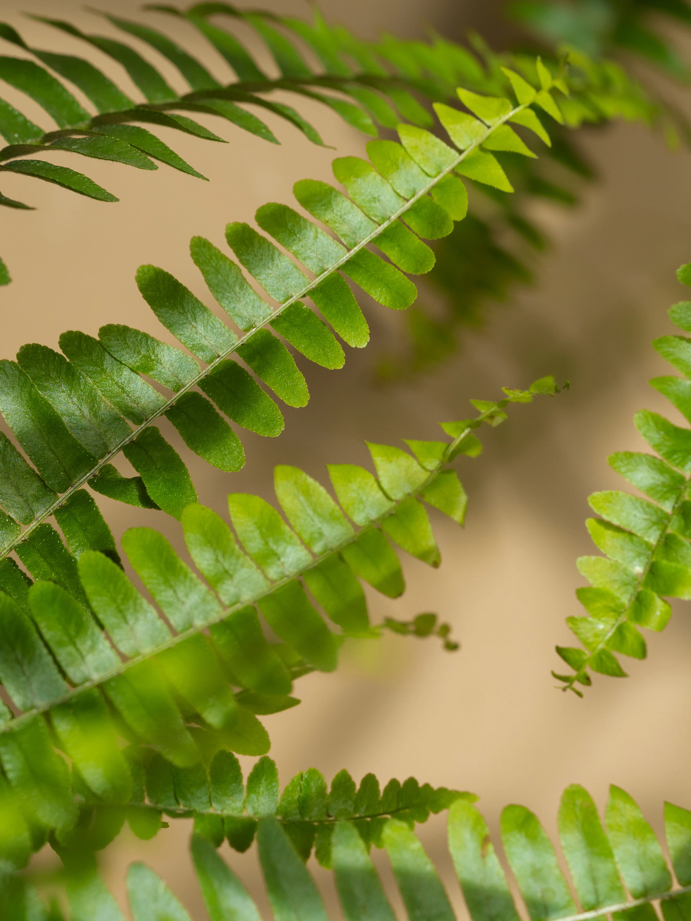Fern + Moss - Image 2
