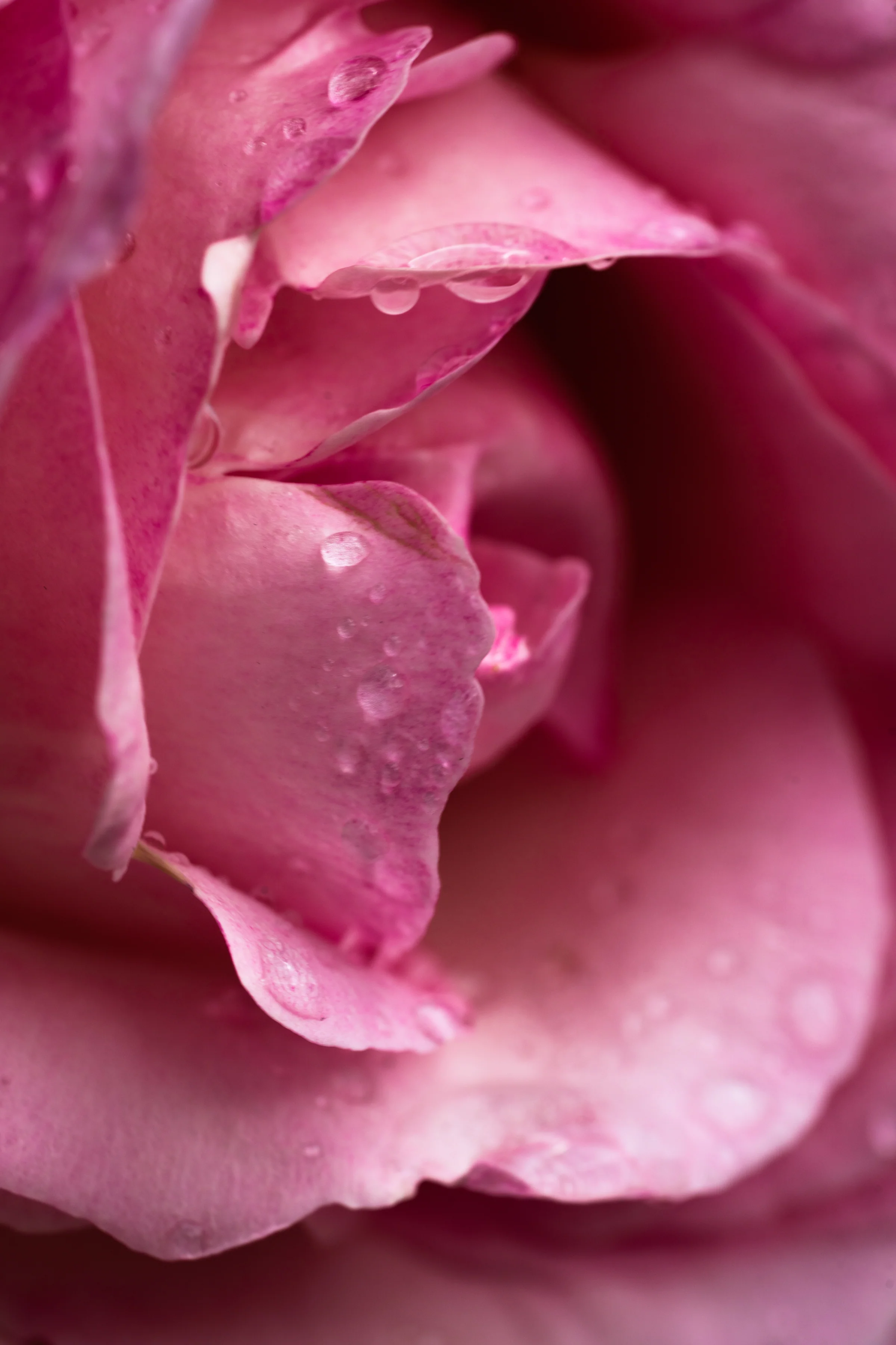 Himalayan Salt & Rosewater - Image 2