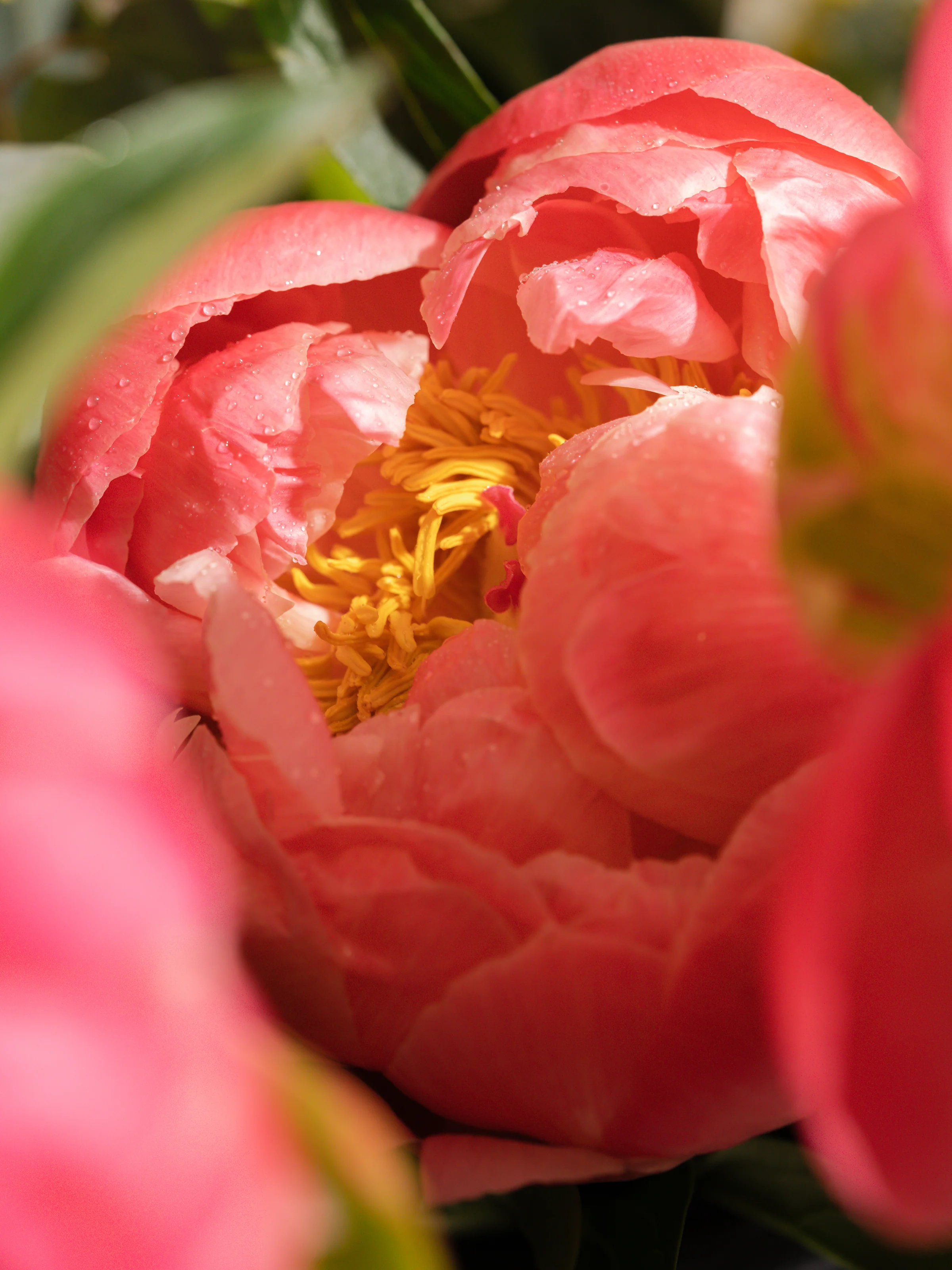 Peony Blush - Image 2