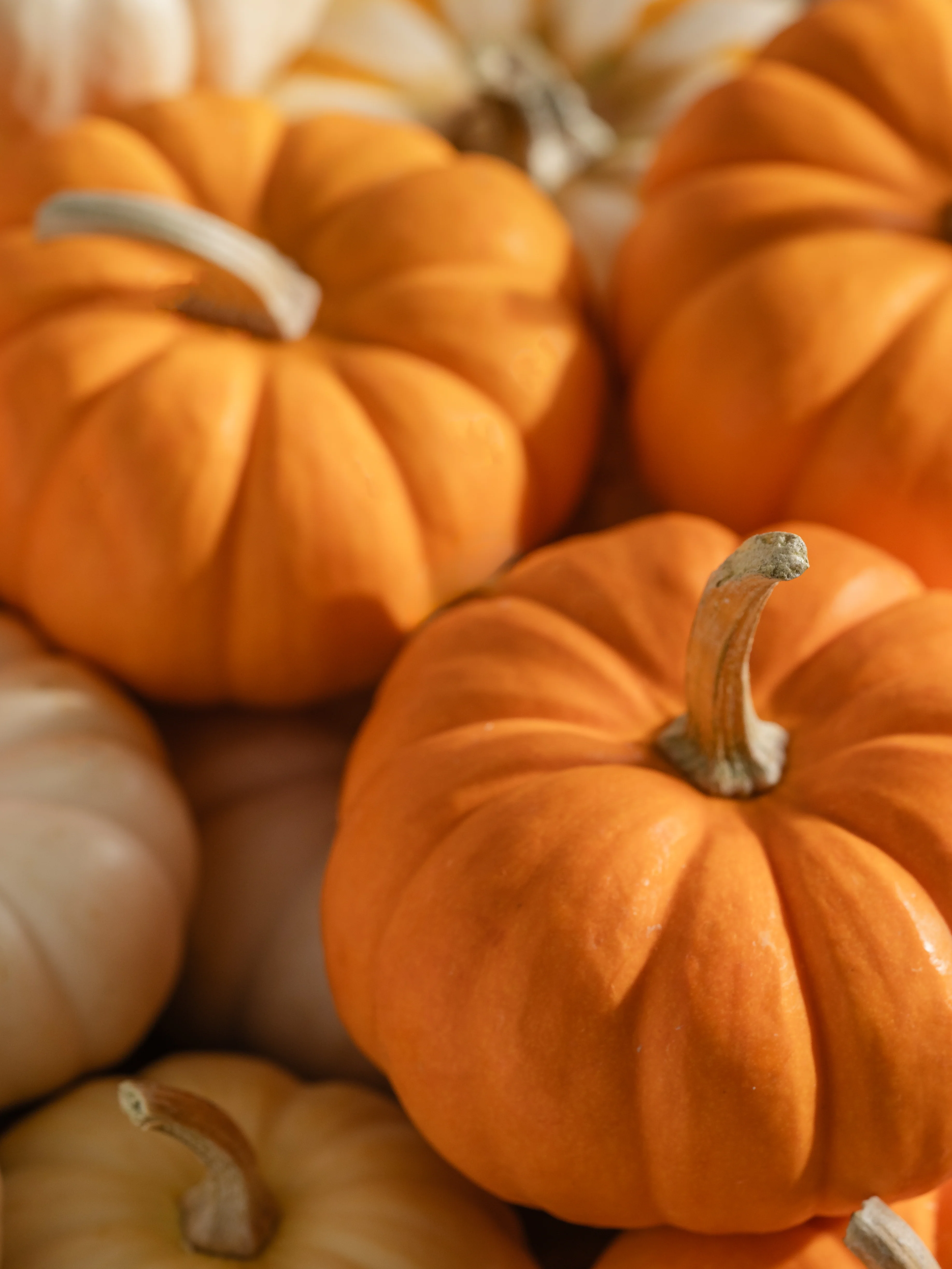 Pumpkin Picking - Image 2