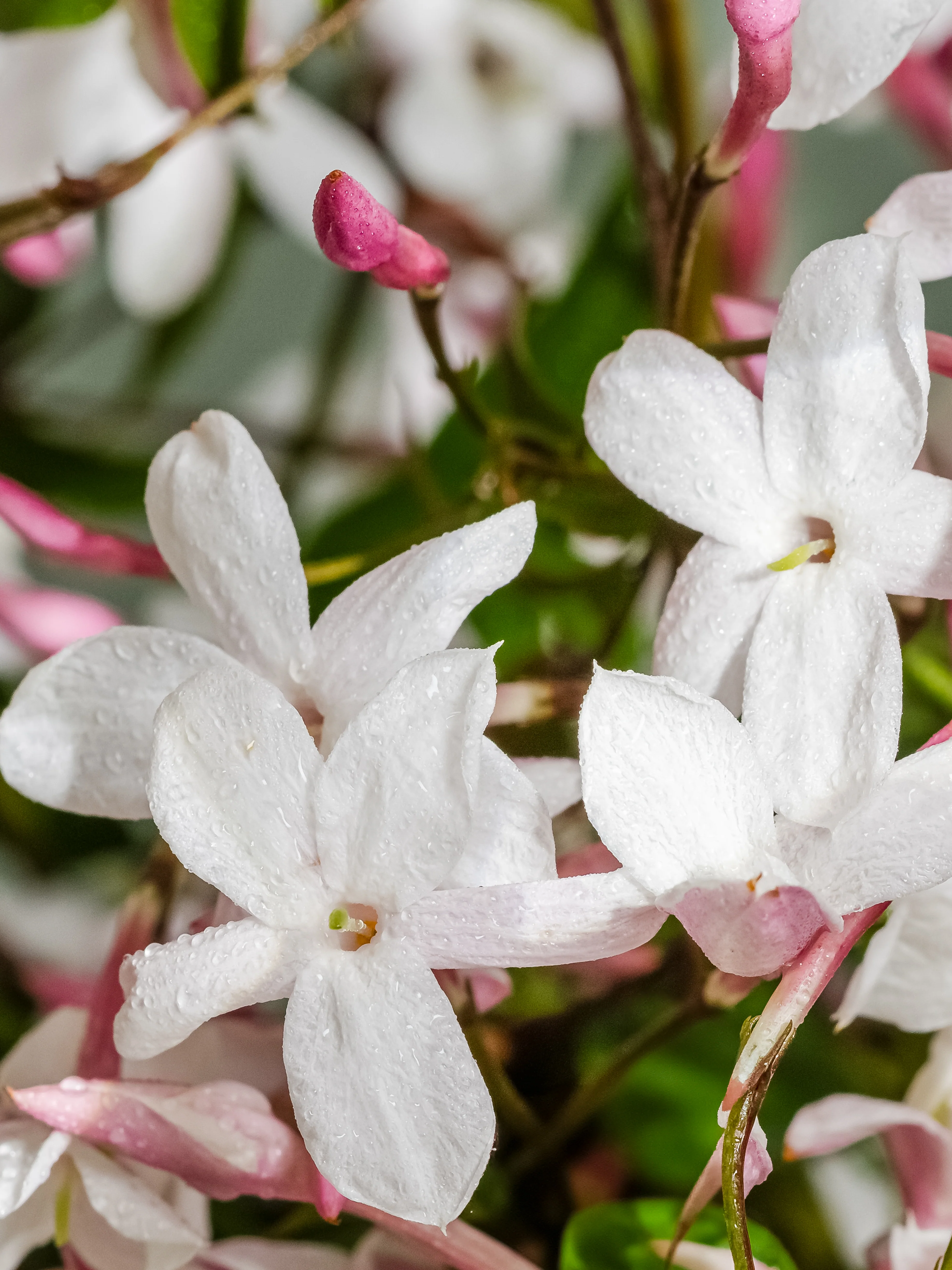 The Smell of Spring - Image 2